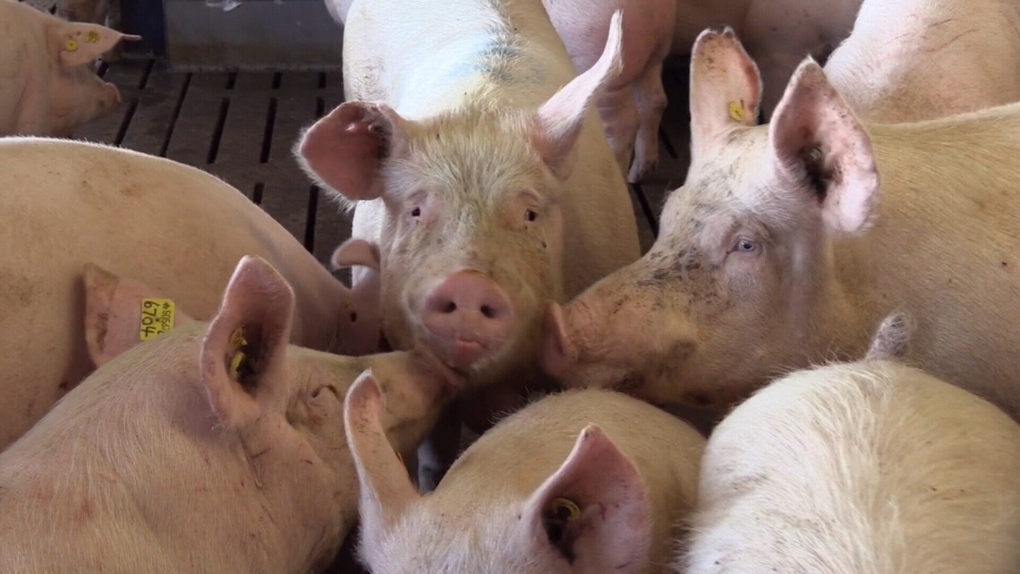 A Closer Look At The Province S Pork Industry