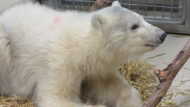 Orphan polar bear cub