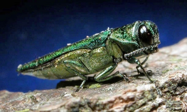 An undated file photo provided by the Minnesota Department of Natural Resources, shows an adult emerald ash borer. (AP Photo/Minnesota Department of Natural Resources, File)