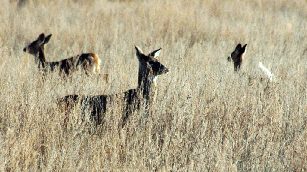 Deer walk in a field near Bismarck, N.D. in an April 19, 2012 file photo. (THE CANADIAN PRESS/APBrian Gehring/Bismarck Tribune via AP, File)