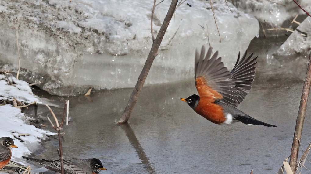 Robins in Assiniboine Park. (Source: Allan Robertson)