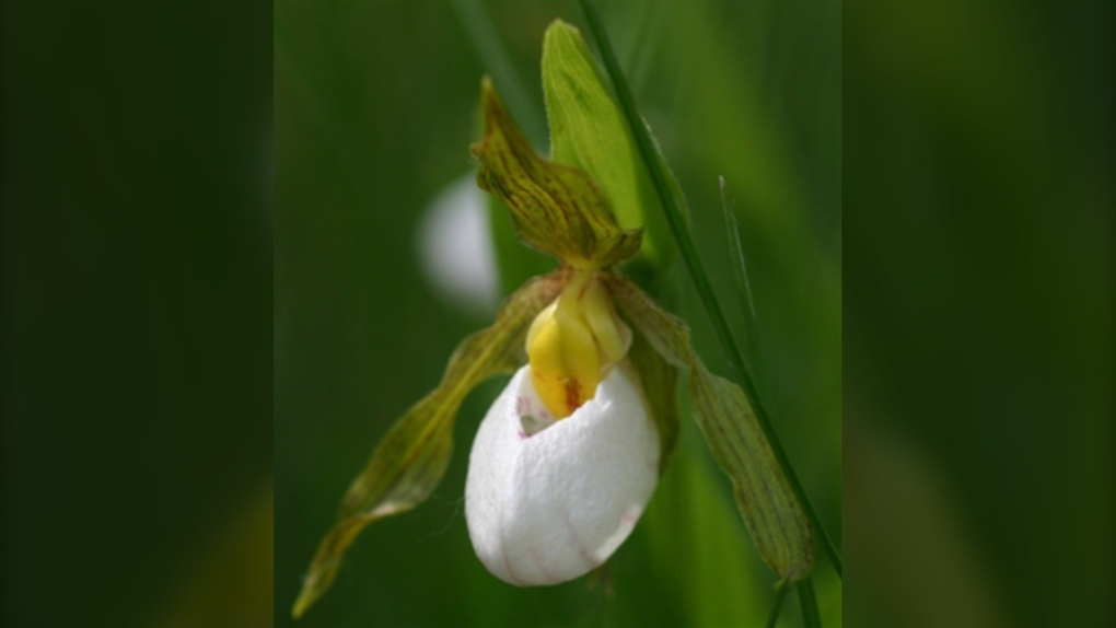 Small White Lady's-slipper. (Source: Anne Worley/ Government of Canada website)