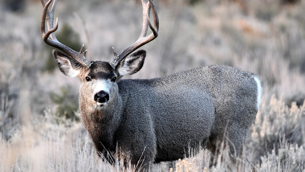A mule deer is shown in a file photo from Shutterstock.com