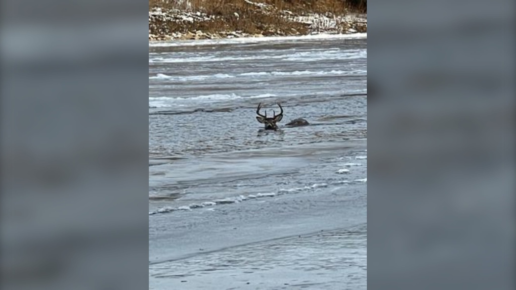 Four men from Ste. Agathe saved a deer stuck in the Red River on Friday (Source: Dennis Baudry)