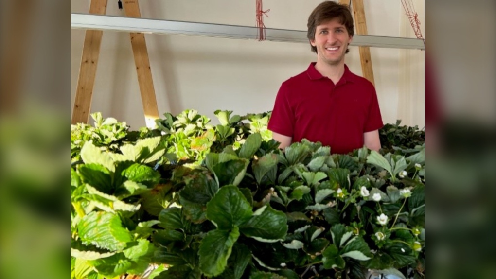 John McFadzean stands among the many strawberry plants he has growing in his sunroom (John McFadzean)