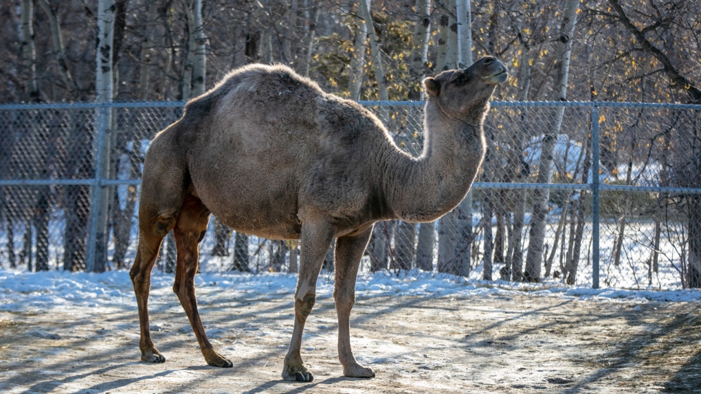 On Dec. 6, 2021, the Assiniboine Park Zoo announced a camel named Camelia (pictured) has died. (Source: Assiniboine Park Zoo/ Facebook)