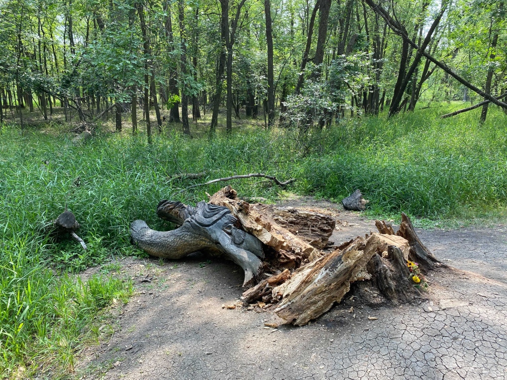 Woody the Tree Spirit in Bois-des-Esprits forest is scene toppled over after standing tall for 17 years. Aug. 15, 2021. Source: Zachary Kitchen/CTV News)