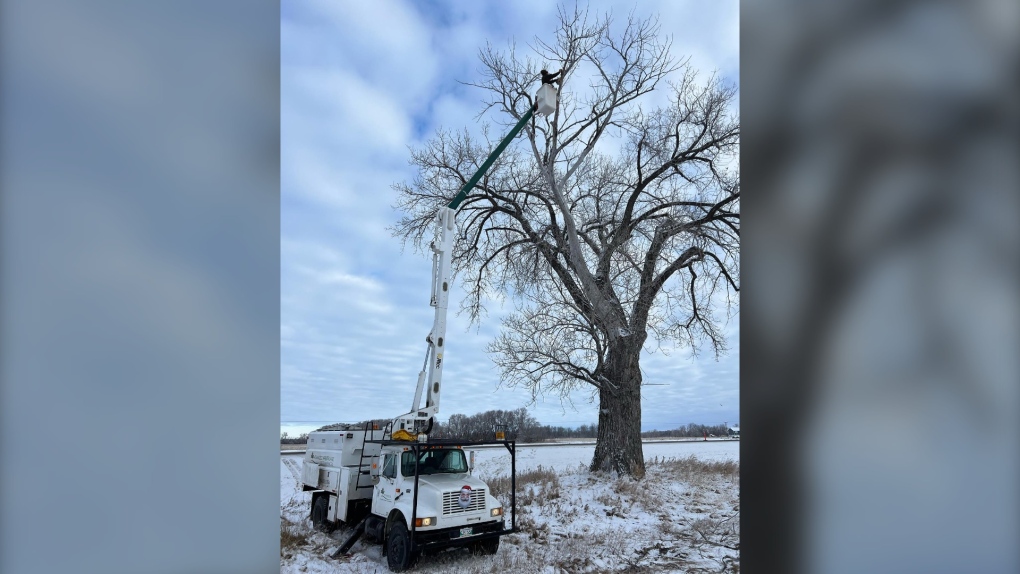 Advanced Arborcare Tree Services was out at the Halfway Tree with his crew Nov. 15, 2022, to do some work on the tree. (Source: Advanced Arborcare Tree Services/Facebook)