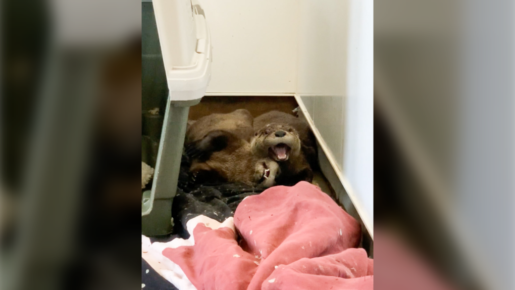 Wild otter attack leads to woman being airlifted to hospital, 2