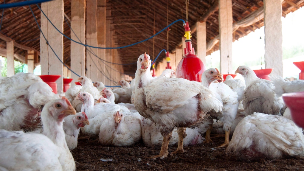 Poultry can be seen in this photograph by The Canadian Press (THE CANADIAN PRESS/Aleksandra Sagan)
