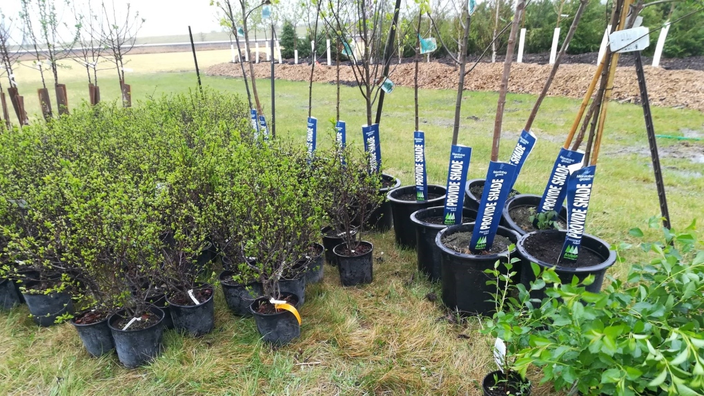 Packages for trees can be found on Trees Winnipeg's online store and will be available to pick up on June 4. (Source: Trees Winnipeg)