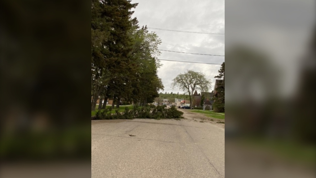 A tree blown over by the wind in Minnedosa. (Source: Ray Baloun)