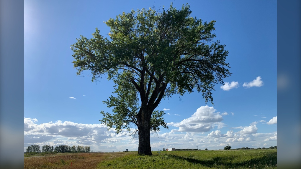 The Halfway Tree stands on the north side of Canada's number one highway – about an eight-minute drive east of MacGregor - roughly the halfway point between Winnipeg and Brandon. (Source: Danton Unger/CTV News Winnipeg)