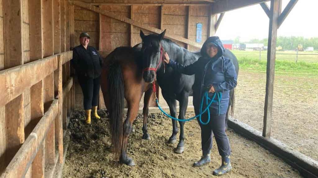 Sherri Anderson said it costs about $200 a month to care for each horse, donkey or mule in her care at The Barefoot Ranch Horse Rescue and Sanctuary. (Source: The Barefoot Ranch Horse Rescue and Sanctuary/Facebook)