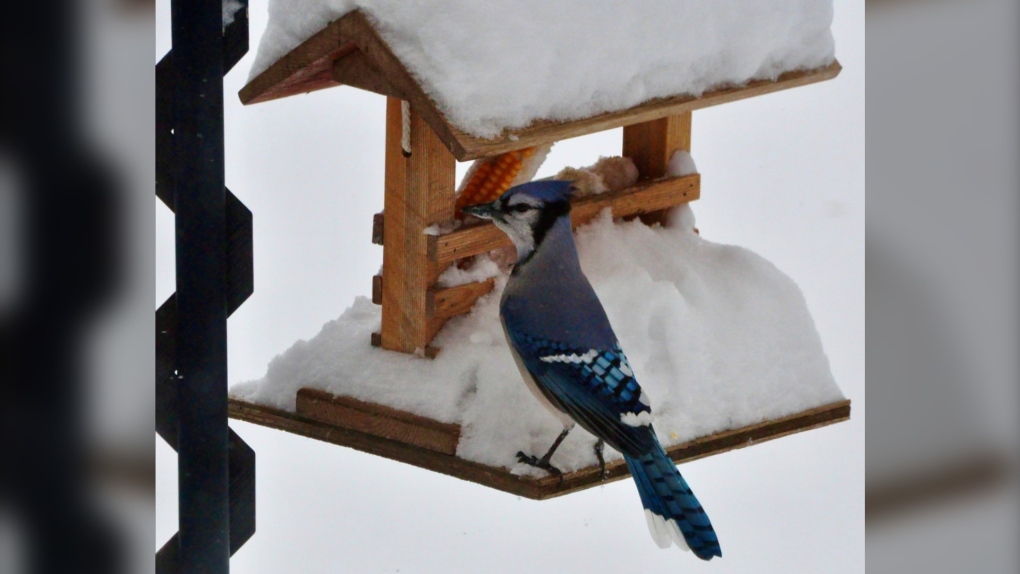 A Blue Jay is seen feeding in the snow in Deerwood on Oct. 27, 2023 (Image source: Jeanette Greaves)