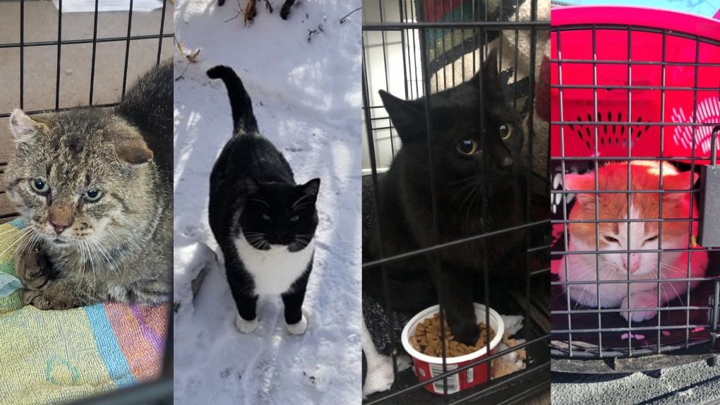 Four stray cats found so far in the Town of Arborg in March 2023. The town says it is seeing an increase in its stray cat population. (Source: Town of Arborg/Facebook)