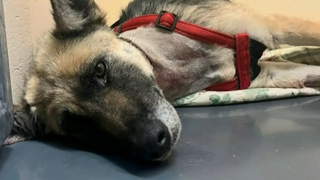 Little Grand Rapids dog found with collar embedded in neck CTV News