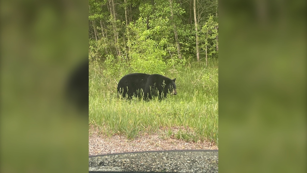 A black bear seen on Highway 12. (Source: Facebook/Debra Chwartacki)