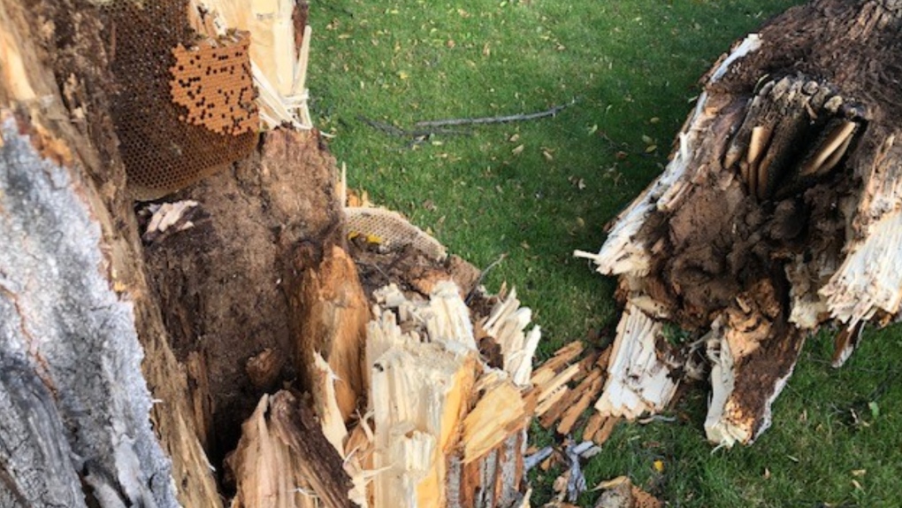 A downed tree in Portage la Prairie on Sept. 30, 2024, contained a sweet surprise. (Source: Sheldon Hordeski)