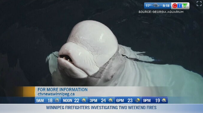 The new beluga whale cam