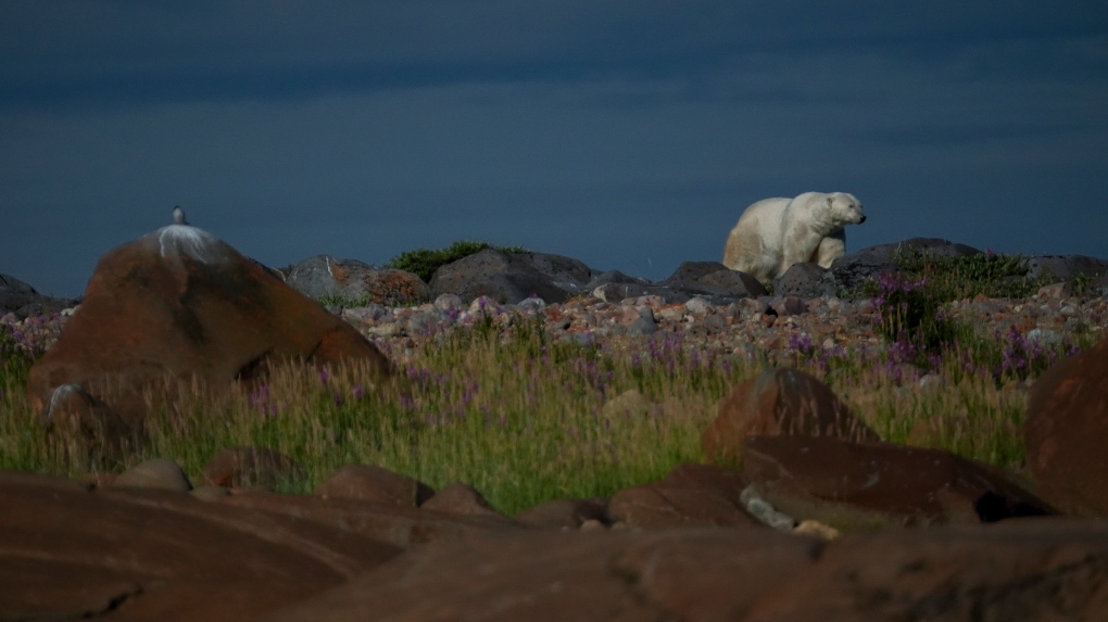 A polar bear walks along rocks, Tuesday, Aug. 6, 2024, near Churchill, Manitoba. (AP Photo/Joshua A. Bickel)