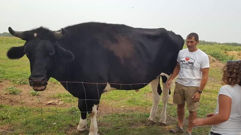 Supplied photo of 'Dozer' the steer.