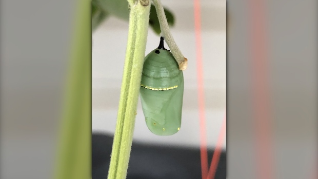 A monarch in pupa stage