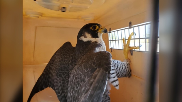 falcon rescue