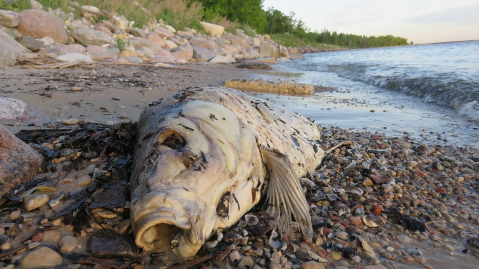 Dead fish in Lake Winnipeg