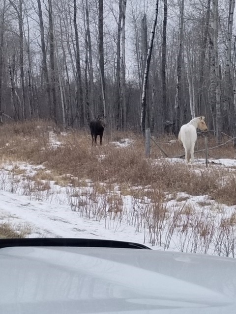 Moose and Horse