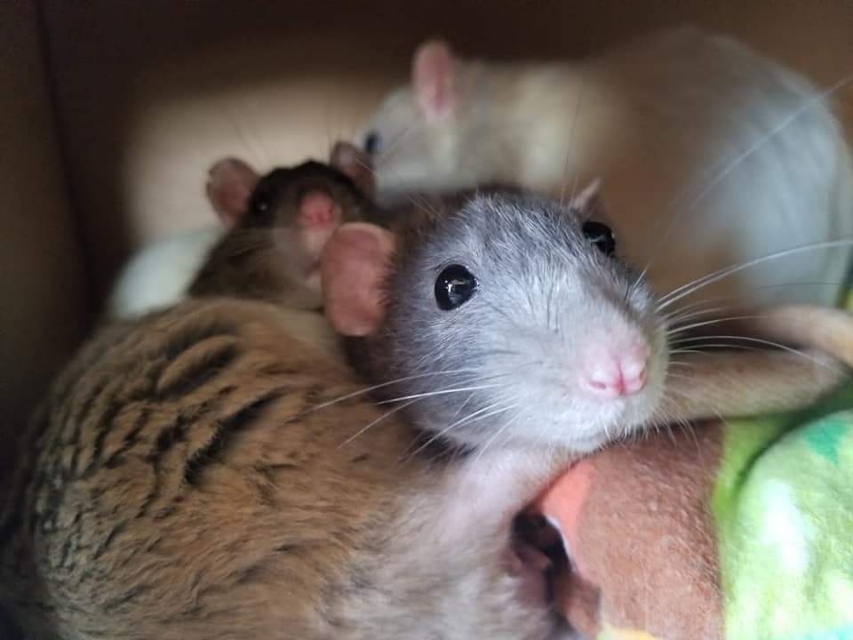 rescued rats